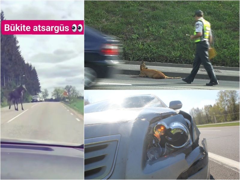 Vairuotojas Lietuvos keliuose pasijuto tarsi safaryje: sutiko keliolika stirnų, lapių, kiškių
