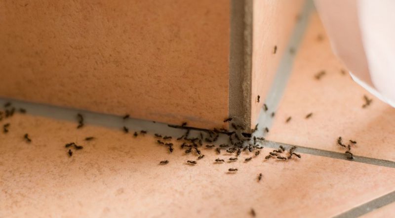 Skruzdėles išvarykite greitai ir lengvai: štai kas padės