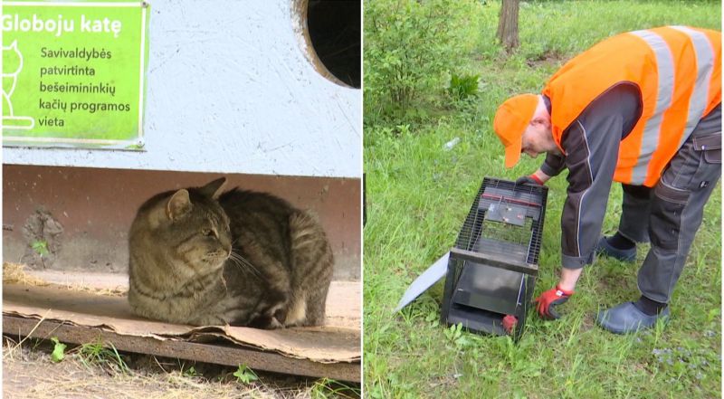 Bandoma nors kiek palengvinti benamių kačių gyvenimą Vilniuje – varnos ir tos skriaudžia