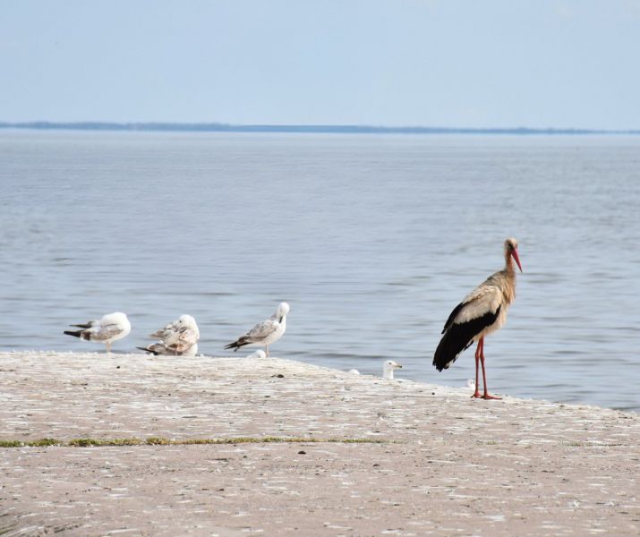 Išvysti šį paukštį Kuršių nerijoje – retenybė, o jei perėtų – būtų stebuklas