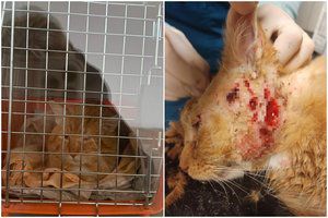 Po lapės užpuolimo – beglobio katino pagalbos šauksmas: bijo, kad plėšrūnė nesustos