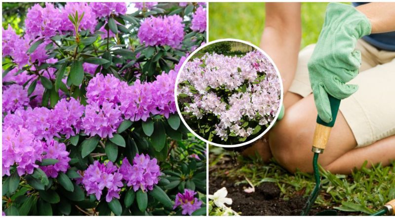 Ragina padaryti tai savo rododendrams: nespėsite skaičiuoti žiedų