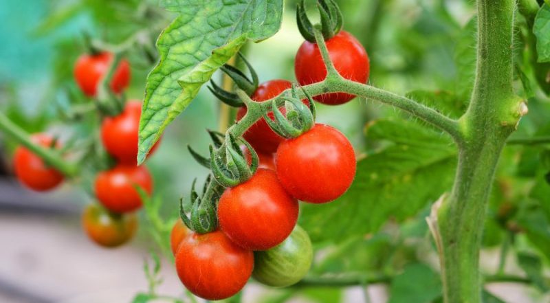 Šiukštu nesodinkite pomidorų šalia šių augalų: liksite be derliaus