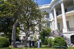 Baltųjų rūmų teritorijoje neliks seniausio medžio – 200 metų magnolijos