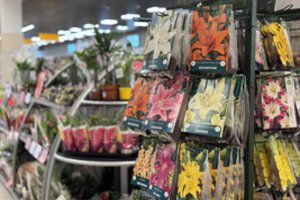 „Maximoje“ – „Sodo dienos“: įvairiais sodinukais, sėklomis, substratais ir dar daugiau pasirūpinsite itin geromis kainomis