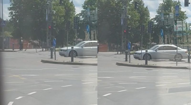 Vilniuje vėl blaškosi briedis: pastebėtas judrioje miesto sankryžoje